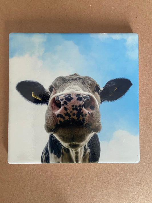 Cow Nose Single Coaster